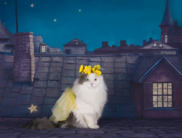고양이 드레스와 밤에 지붕에 tsetov의 화 환 — 스톡 사진