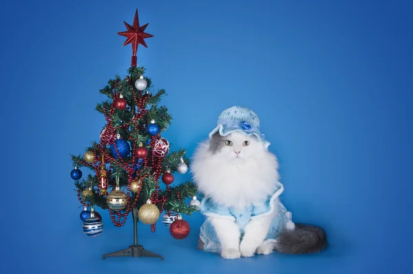 Cat in a blue dress and hat on a blue background — Stock Photo, Image