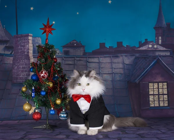 고양이 밤에 지붕에 크리스마스 트리 — 스톡 사진
