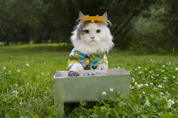 Cat fries kebab on the nature — Stock Photo, Image