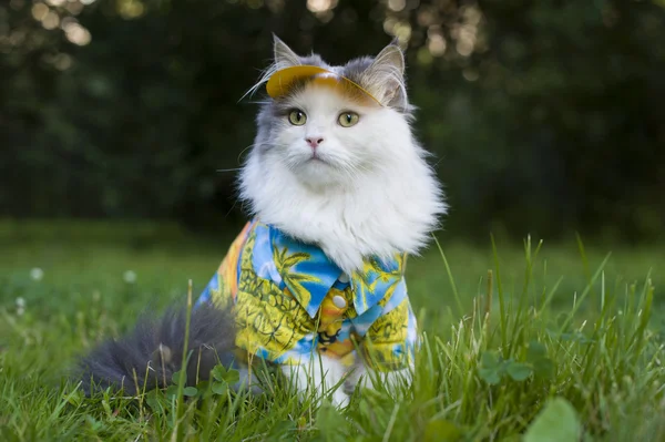 Gato en primavera hierba — Foto de Stock