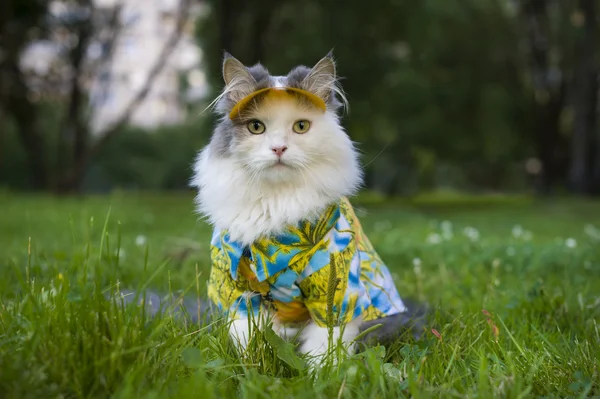 Gato na grama primavera — Fotografia de Stock