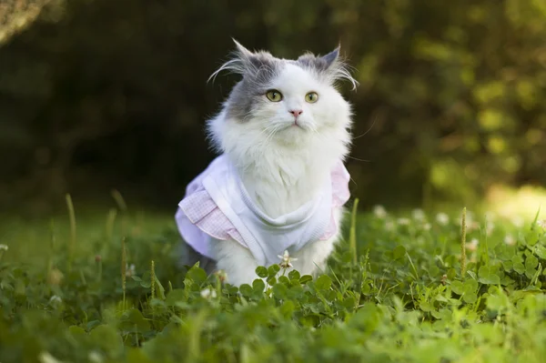 Chat dans l'herbe de printemps — Photo