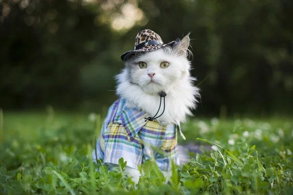 Kat in voorjaar gras — Stockfoto