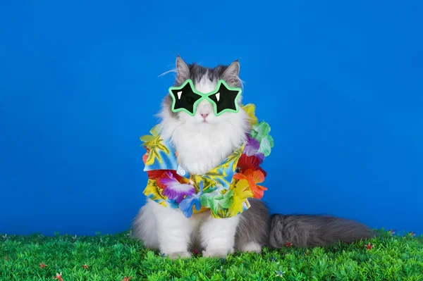 Kat in een Hawaiian shirt — Stockfoto