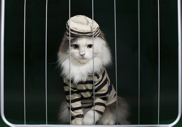 Gato criminal detrás de rejas —  Fotos de Stock
