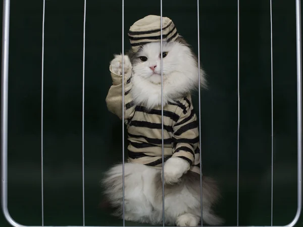 Gato criminal detrás de rejas — Foto de Stock