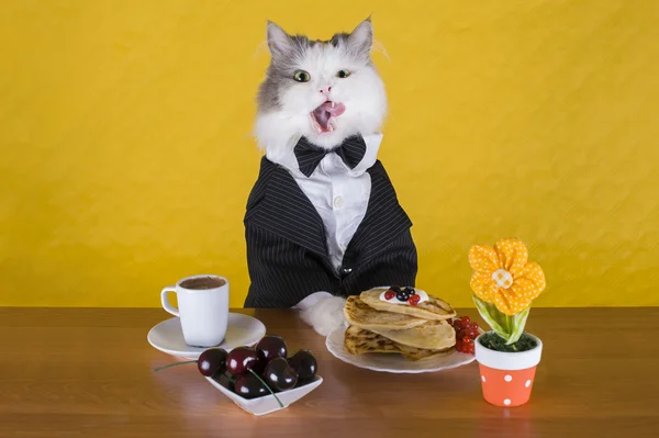 Cat in a jacket pancake breakfast and coffee — Stock Photo, Image