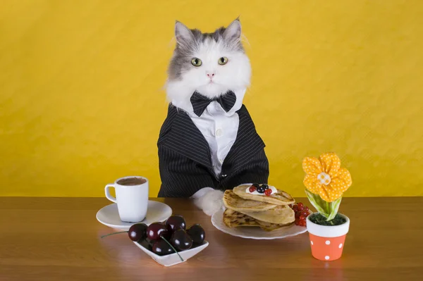 Kat in een jas pannenkoek ontbijt en koffie — Stockfoto