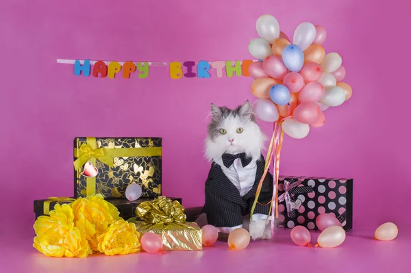 Kat in een jasje feliciteert — Stockfoto