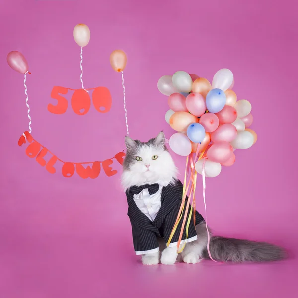 Kat in een jasje feliciteert — Stockfoto