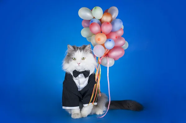 Kočka v bundě s balónky — Stock fotografie