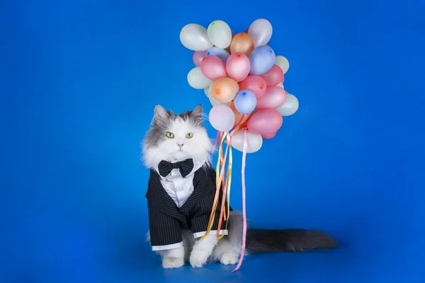 Kat in een jasje met ballonnen — Stockfoto