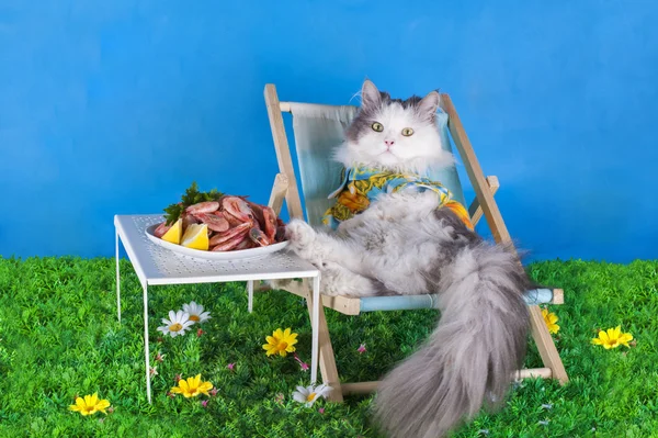 Gato en una tumbona comiendo camarones — Foto de Stock