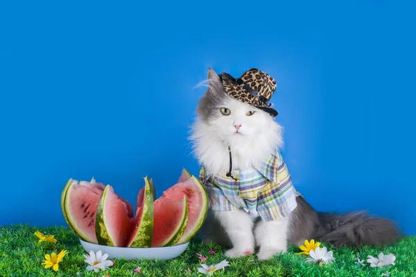 Chat dans le chapeau manger pastèque — Photo