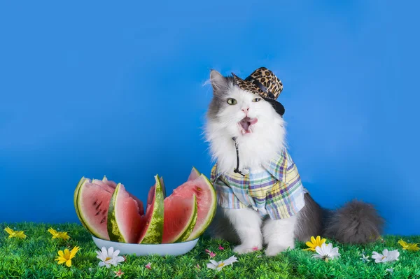 Katze im Hut isst Wassermelone — Stockfoto