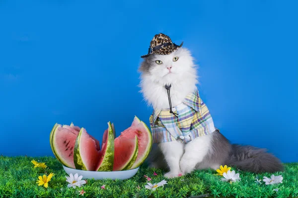 Katten i hatten äta vattenmelon — Stockfoto