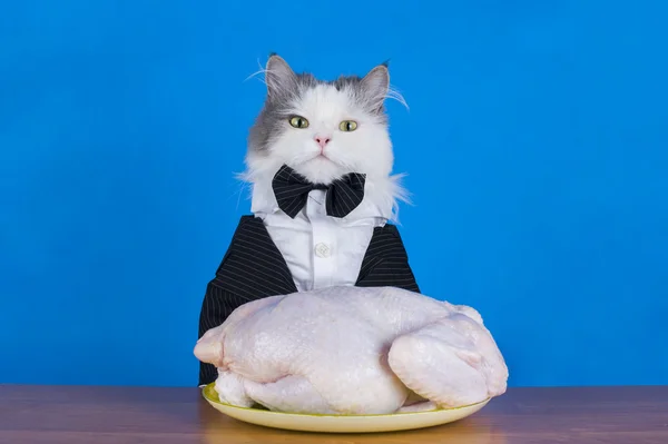 Cat in tails eats chicken — Stock Photo, Image