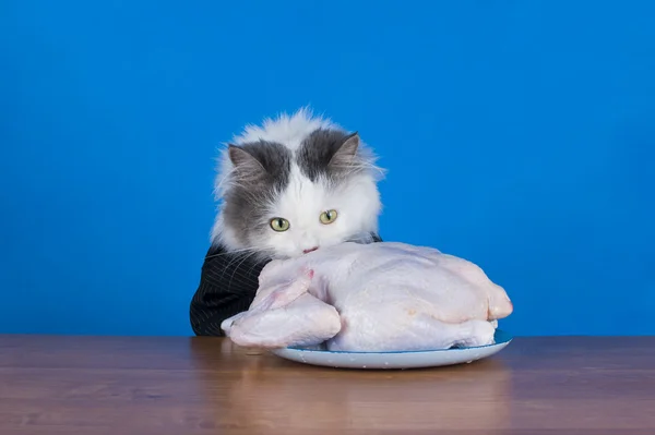 Kuyruk kedi tavuk yiyor — Stok fotoğraf
