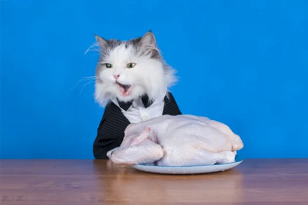 Cat in tails eats chicken — Stock Photo, Image