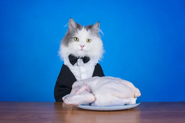 Cat in tails eats chicken — Stock Photo, Image