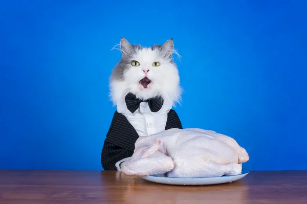 Cat in tails eats chicken — Stock Photo, Image