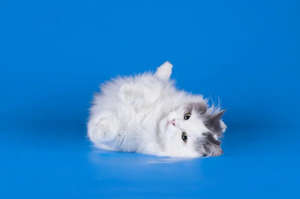 Gato jugando aislado sobre un fondo azul —  Fotos de Stock