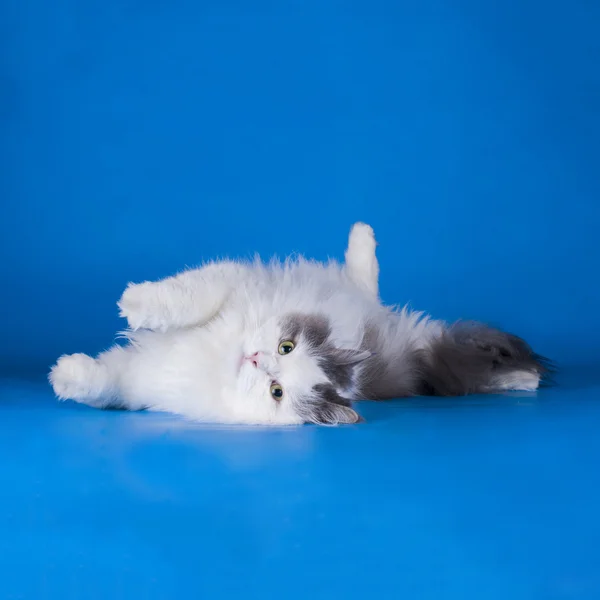 Кіт грає ізольовано на синьому фоні — стокове фото