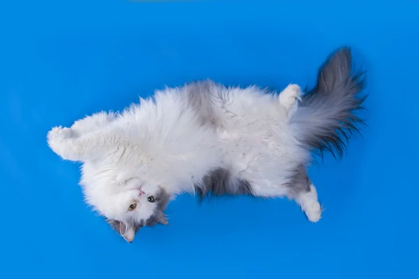 Cat playing isolated on a blue background — Stock Photo, Image