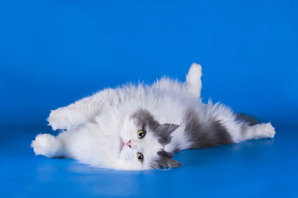 Gato jugando aislado sobre un fondo azul — Foto de Stock