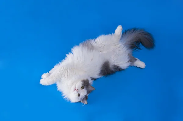 Кіт грає ізольовано на синьому фоні — стокове фото