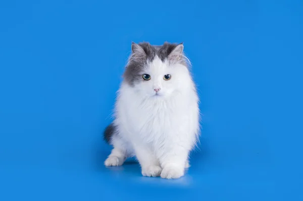 Cat playing isolated on a blue background — Stock Photo, Image