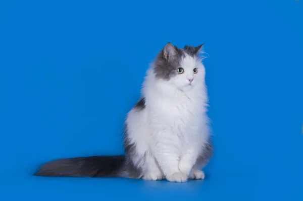 Katze spielt isoliert auf blauem Hintergrund — Stockfoto
