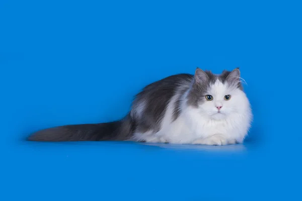 Cat playing isolated on a blue background — Stock Photo, Image