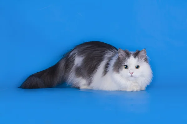 Cat playing isolated on a blue background — Stock Photo, Image