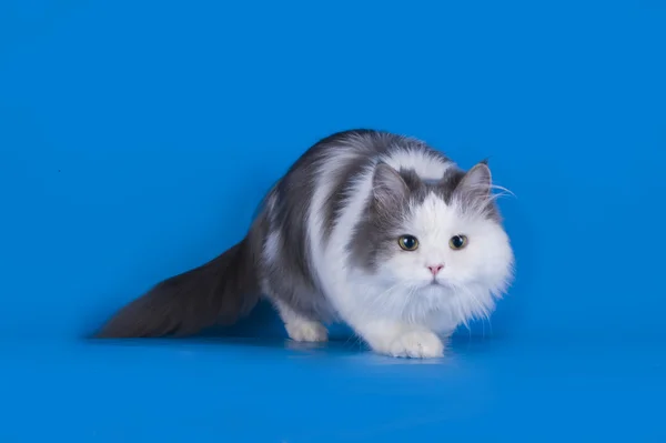 Γάτα παίζει απομονωθεί σε μπλε φόντο — Φωτογραφία Αρχείου