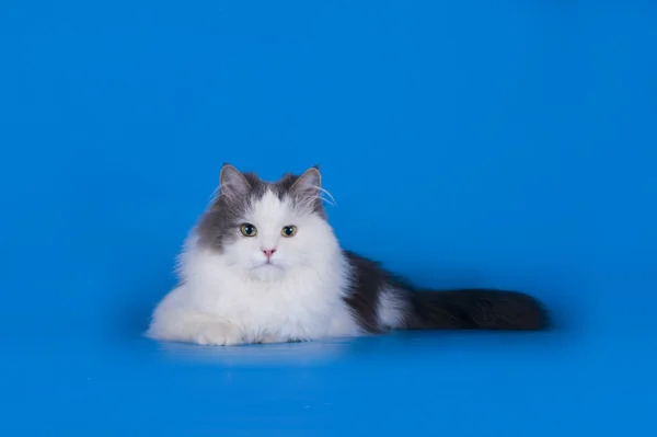 Mavi bir arka plan üzerinde izole oynayan kedi — Stok fotoğraf