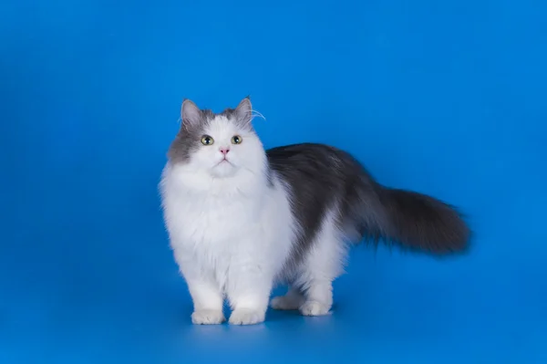 Cat playing isolated on a blue background — Stock Photo, Image