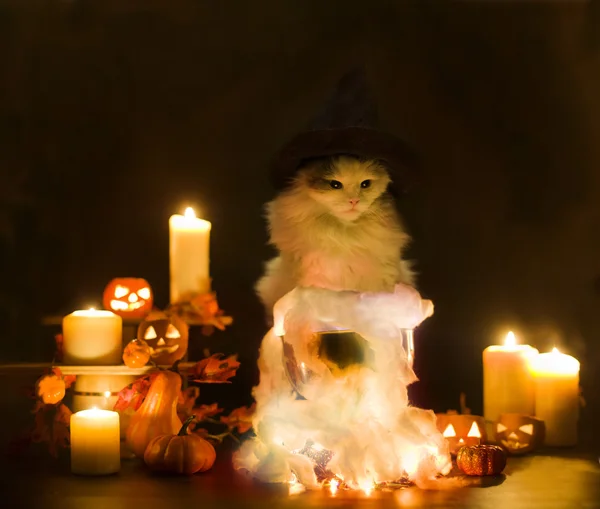 Кіт у костюмі відьми на Хеллоуїн — стокове фото