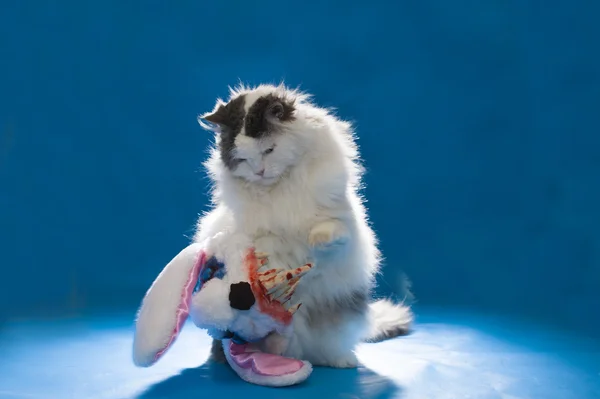 Cat in costume evil bloody hare — Stock Photo, Image