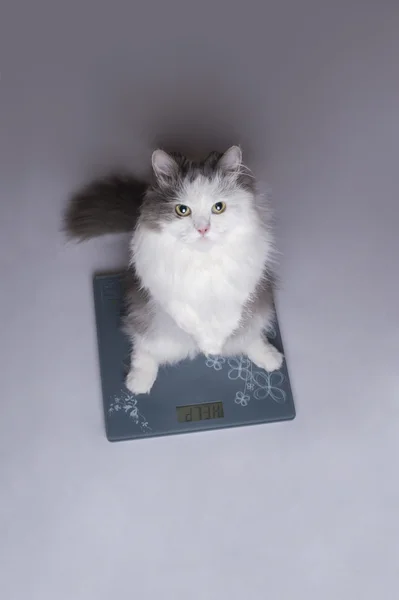 Fat cat on the scales — Stock Photo, Image