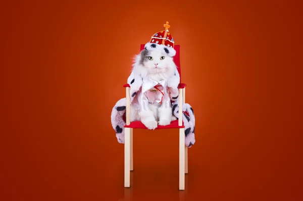 Gato na roupa do rei em um fundo vermelho — Fotografia de Stock