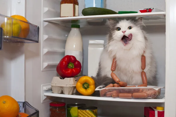 Cat steals sausage from the refrigerator — Stock Photo, Image