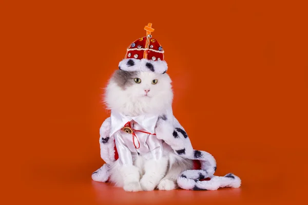 Γάτα στα ρούχα του βασιλιά σε κόκκινο φόντο — Φωτογραφία Αρχείου