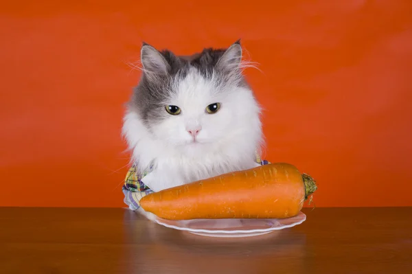 Ongelukkig met de kat dines wortelen — Stockfoto