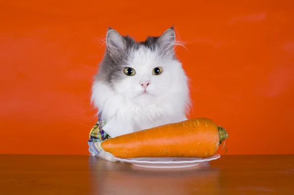 Unhappy with the cat dines carrots — Stock Photo, Image