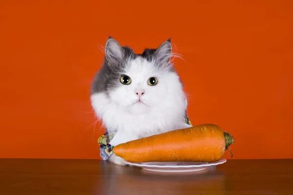 Unzufrieden mit der Katze isst Karotten — Stockfoto
