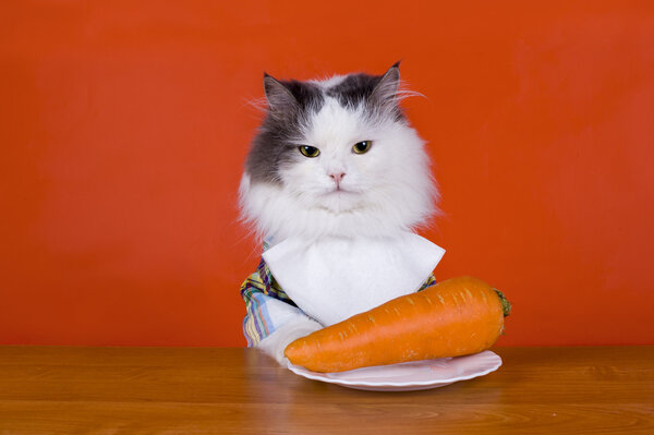 Unhappy with the cat dines carrots