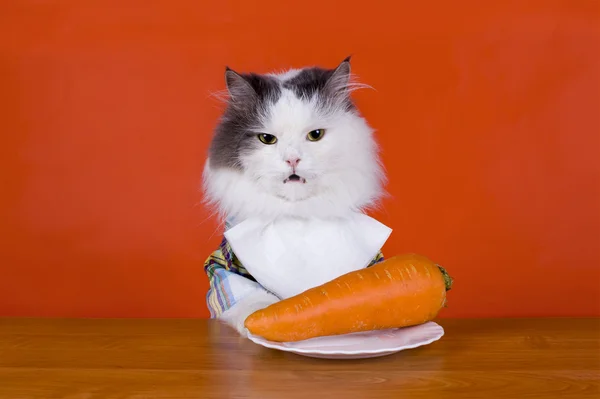 Unhappy with the cat dines carrots — Stock Photo, Image