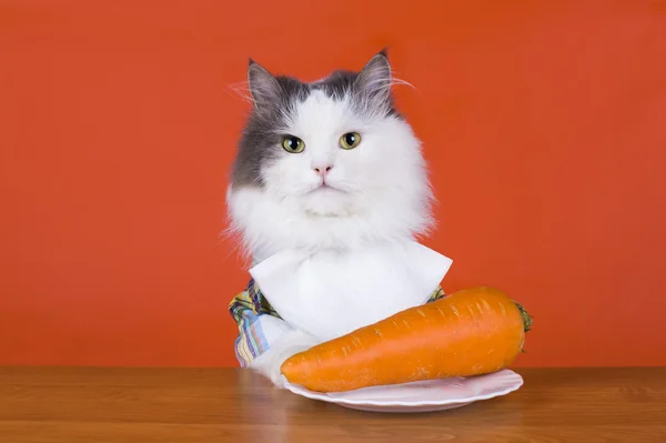 Ongelukkig met de kat dines wortelen — Stockfoto